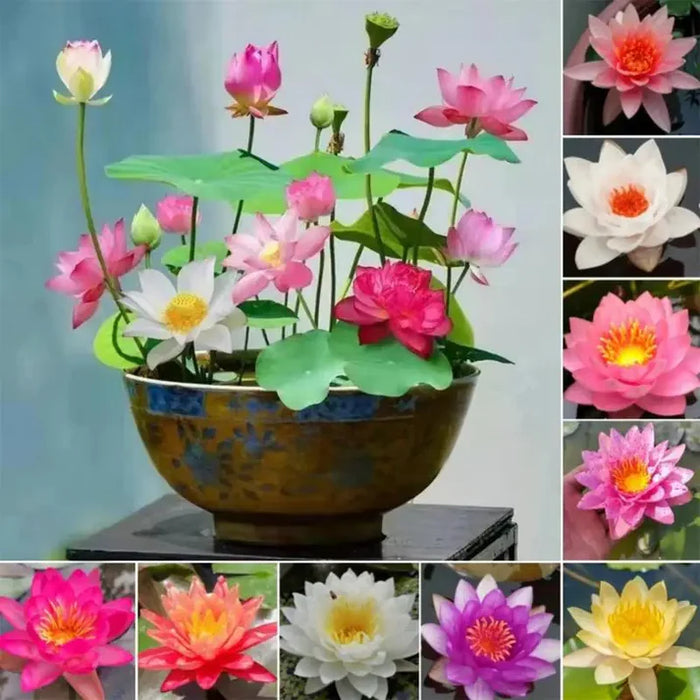 premium bonsai lotus flower seeds Hybrid Japanese Bonsai Lotus Seeds