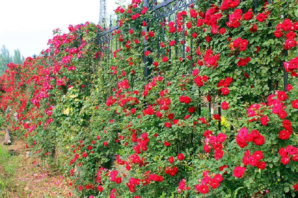 Elegant Climbing Rose Flower Seeds