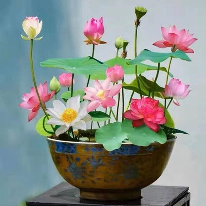 Hybrid Japanese Bonsai Lotus Seeds - 🔥FLAT 50% OFF SALE🔥