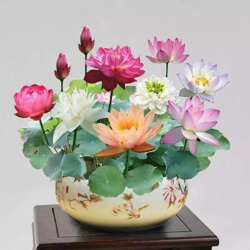 Hybrid Japanese Bonsai Lotus Seeds - 🔥FLAT 50% OFF SALE🔥