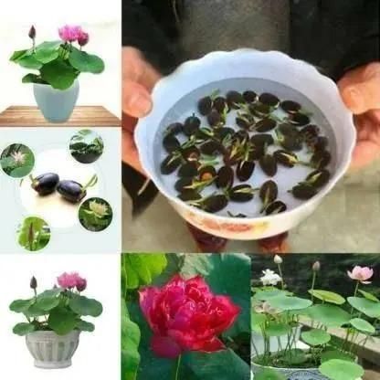 Hybrid Japanese Bonsai Lotus Seeds - 🔥FLAT 50% OFF SALE🔥