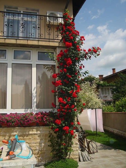 Elegant Climbing Rose Flower Seeds