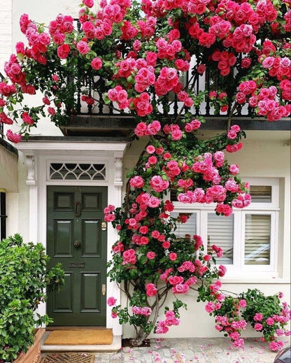 Elegant Climbing Rose Flower Seeds