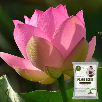 Hybrid Japanese Bonsai Lotus Seeds - 🔥FLAT 50% OFF SALE🔥