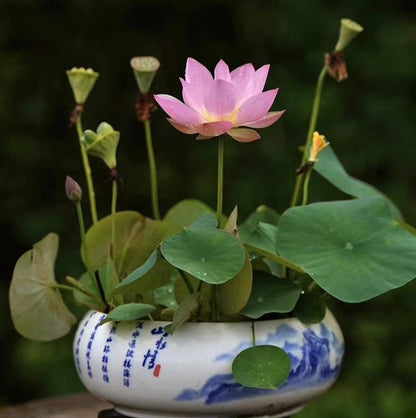 Hybrid Japanese Bonsai Lotus Seeds - 🔥FLAT 50% OFF SALE🔥