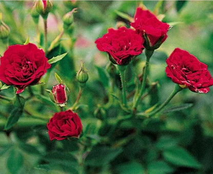 Elegant Climbing Rose Flower Seeds