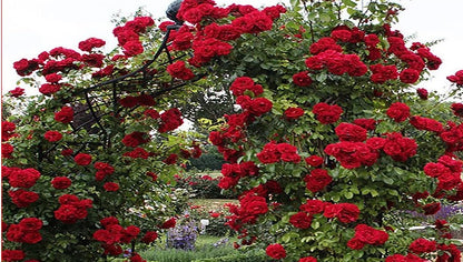 Elegant Climbing Rose Flower Seeds